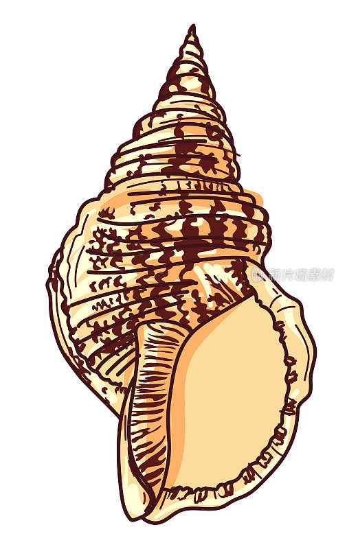 手绘带状海螺在透明的基础上的贝壳
