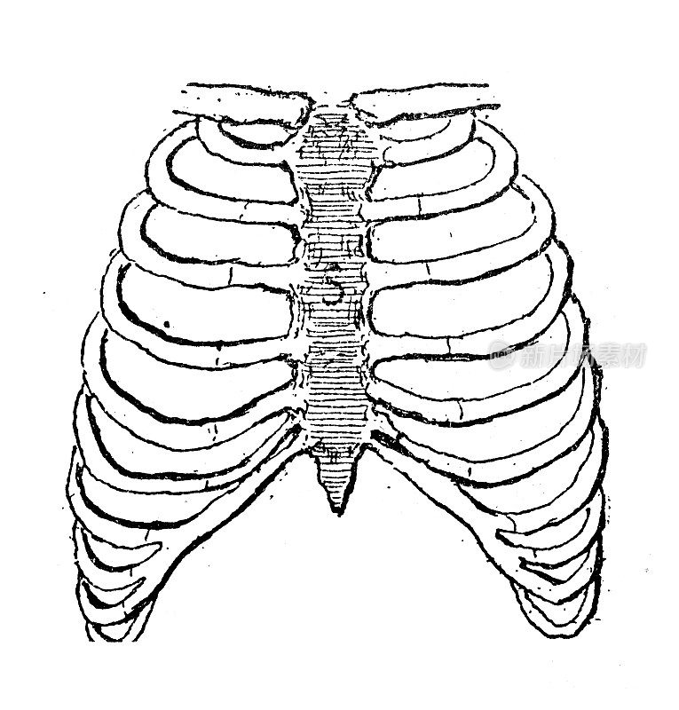 古董插图:胸骨