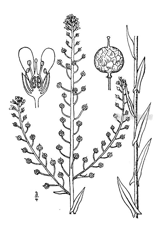 古植物学植物插图:奈斯利亚paniculata，奈斯利亚