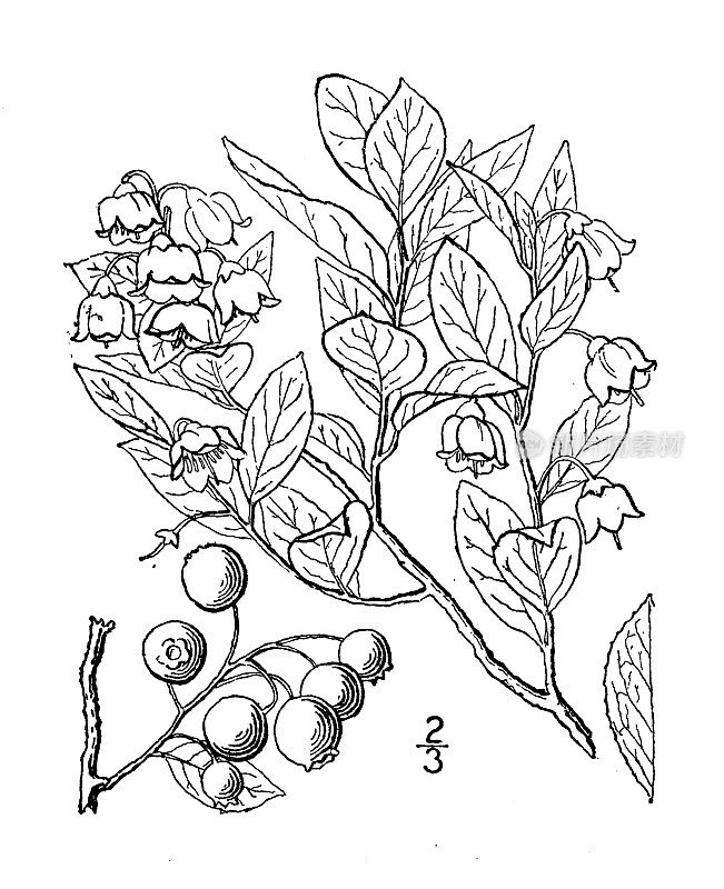 古植物学植物插图:越橘树、石莓