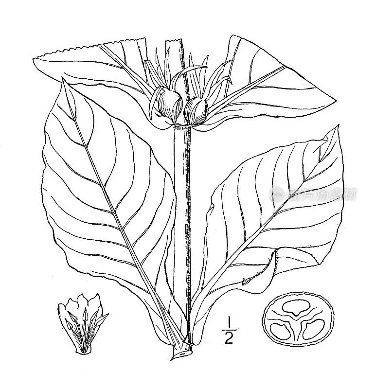 古植物学植物插图:穿山甲、麦汁