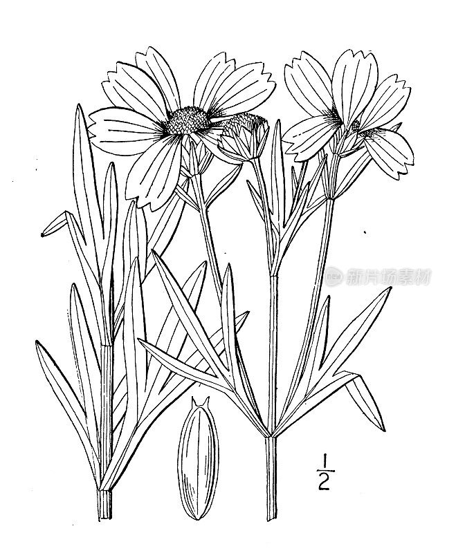 古植物学植物插图:掌木锥，硬木种子