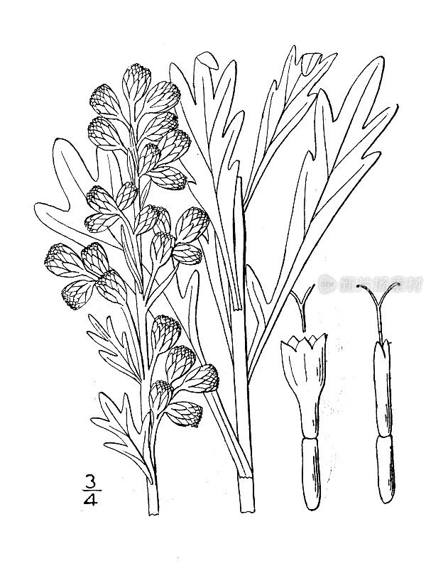 古植物学植物插图:蒿、苦艾