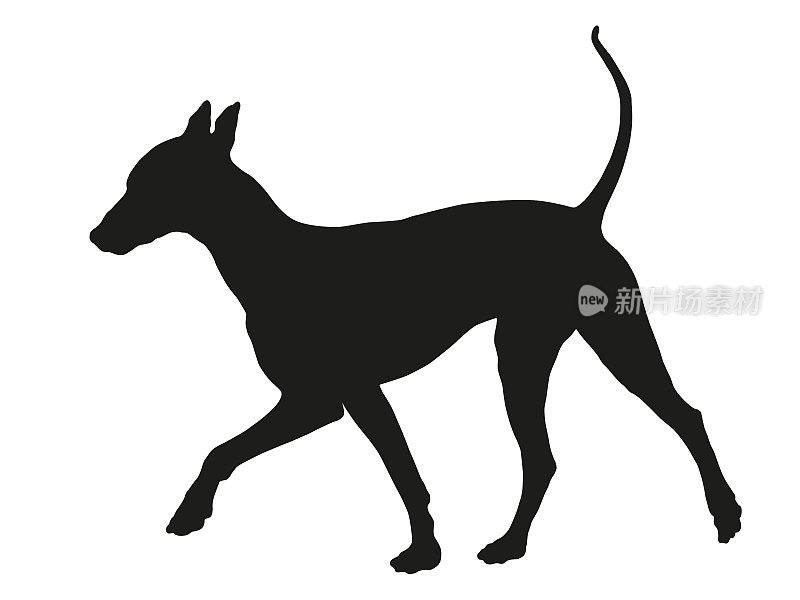 黑狗轮廓。散步墨西哥无毛狗小狗。宠物的动物。孤立在白色背景上。