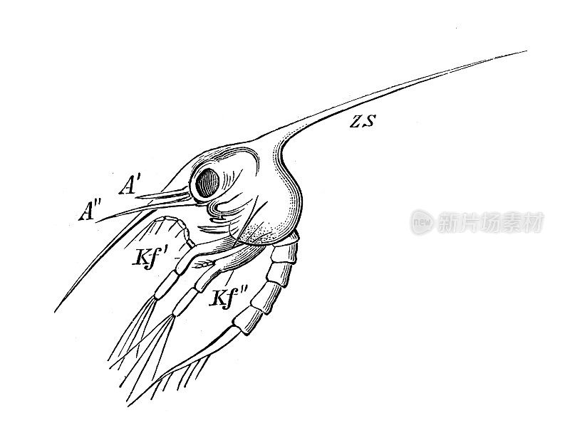 古董生物动物学图像:西亚