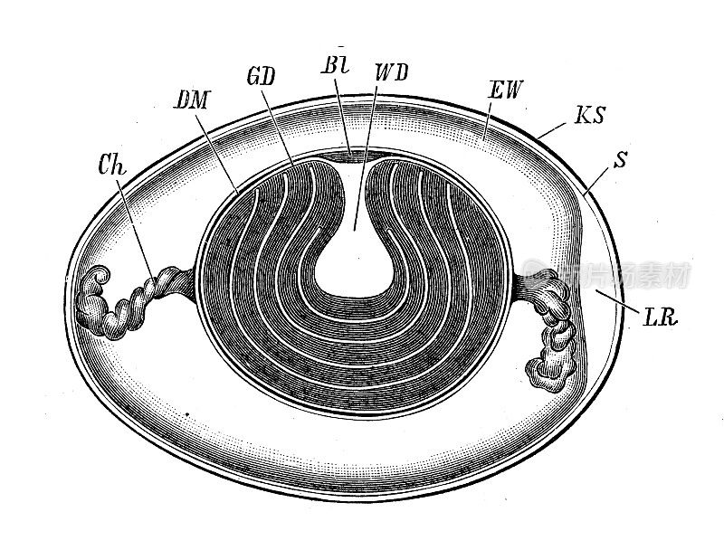 古董生物动物学图像:鸡蛋