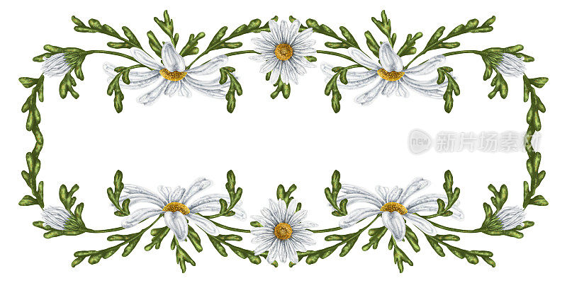 框架是用大的野雏菊做的。花，花蕾和叶子。在白色的背景上。花草茶、天然化妆品、香薰、纺织品设计