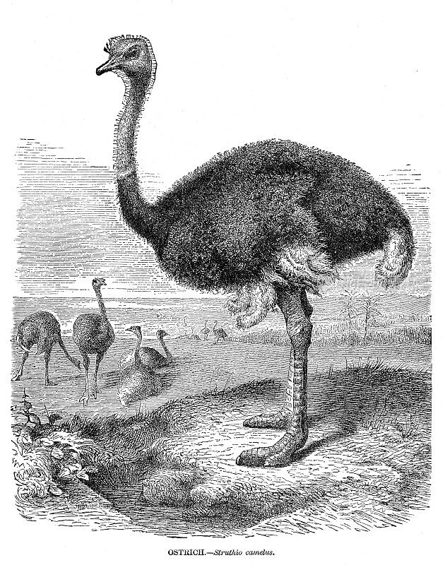 鸵鸟鸟雕刻插图1892年