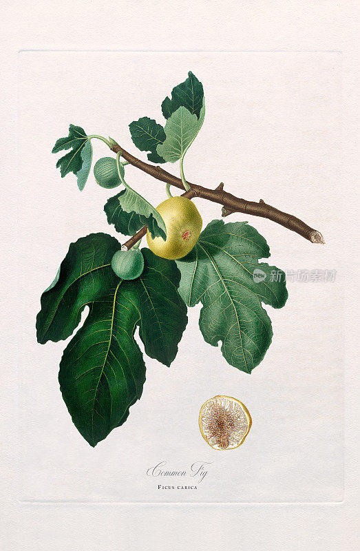 古董插图，无花果，快乐的无花果，无花果，植物插图，大约1817年