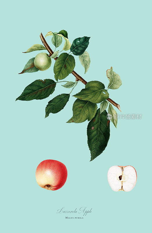 古董插图，苹果，植物插图，大约1817年