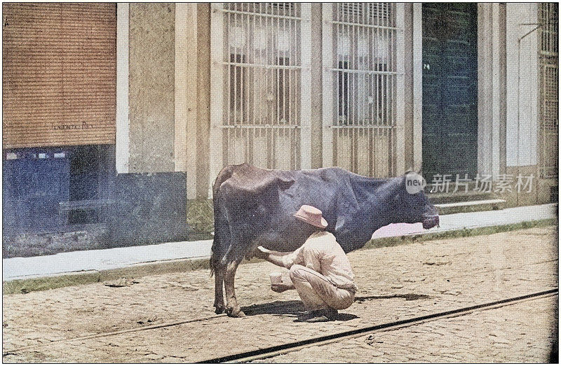 美军黑白照片:古巴哈瓦那，正在挤奶的奶牛