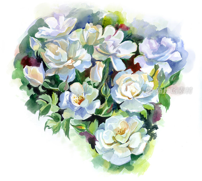 白玫瑰,水彩。玫瑰花丛的一枝