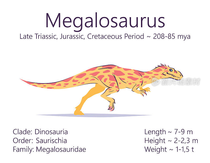 斑龙。Theropoda恐龙。彩色矢量插图的史前生物巨龙和描述特征和生命时期隔离在白色的背景。恐龙化石