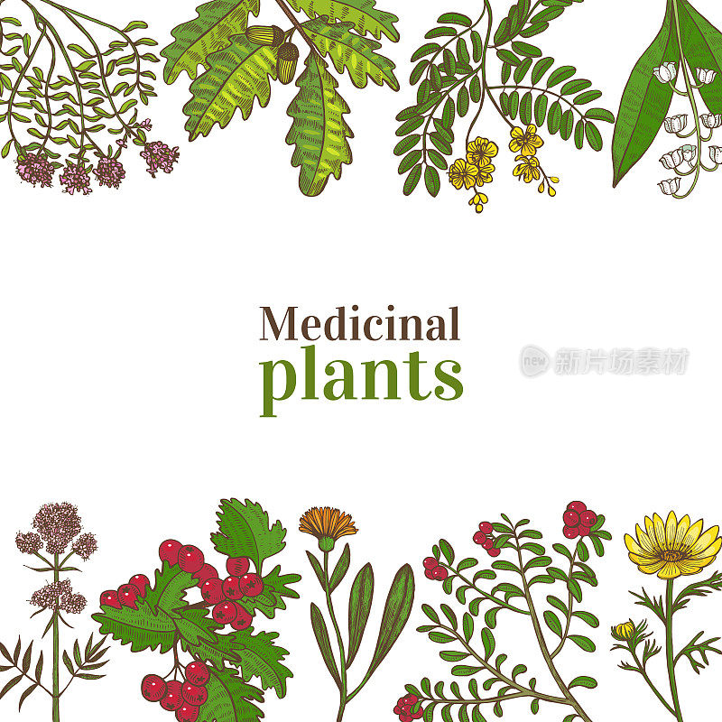 彩色模板与药用植物在手绘风格