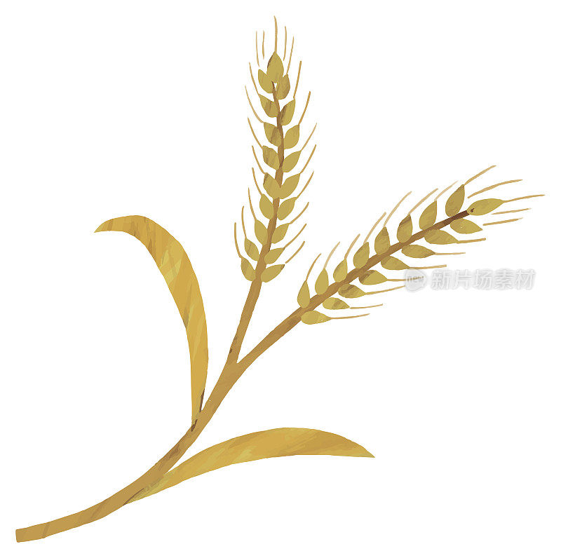 小麦大麦插图