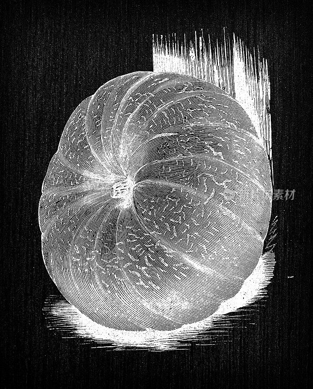 植物学蔬菜植物仿古雕刻插图:大黄色南瓜