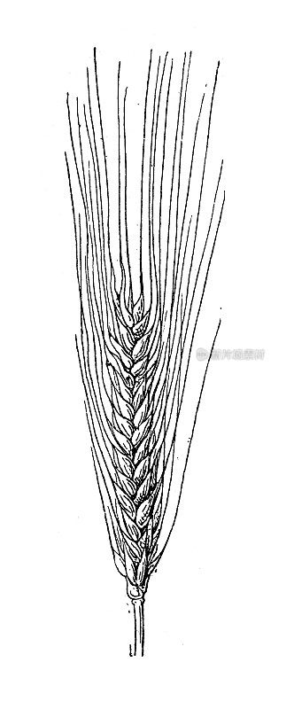 古董插图:大麦