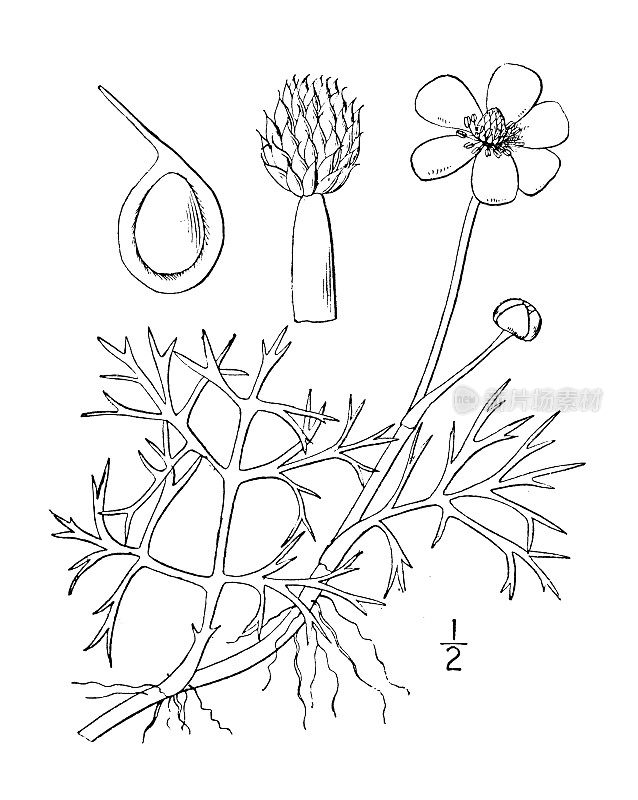 古植物学植物插图:飞毛茛、黄水芹