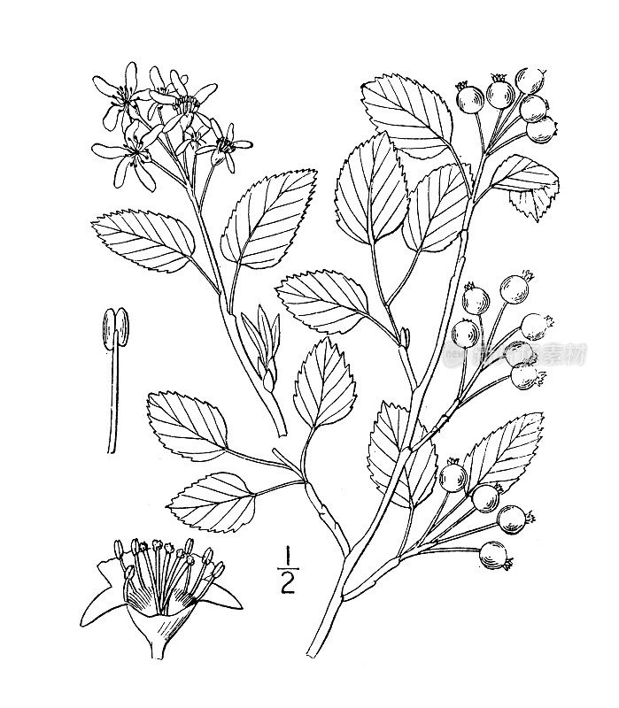 古植物学植物插图:墨兰契，六月低浆果