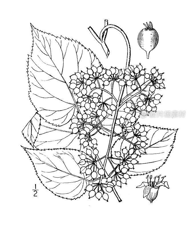 古植物学植物插图:美洲穗花