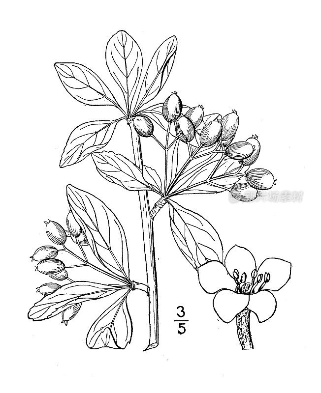 古植物学植物插图:倒卵形荚蒾、小荚蒾