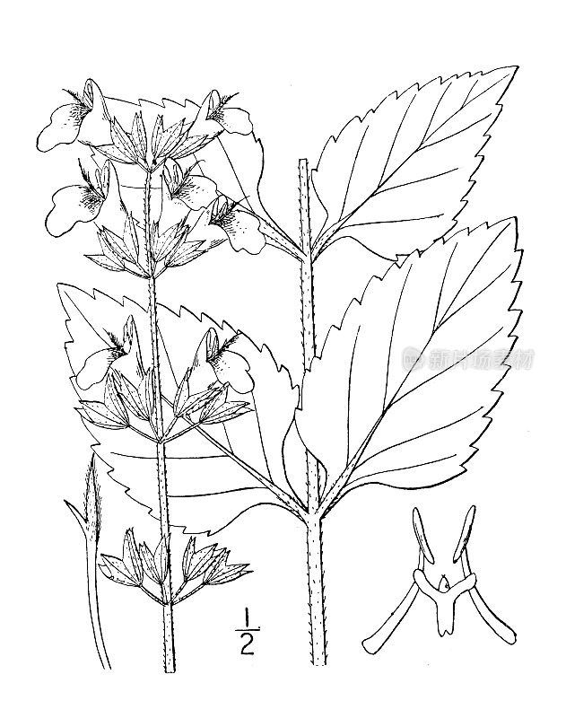 古植物学植物插图:鼠尾草，荨麻叶鼠尾草