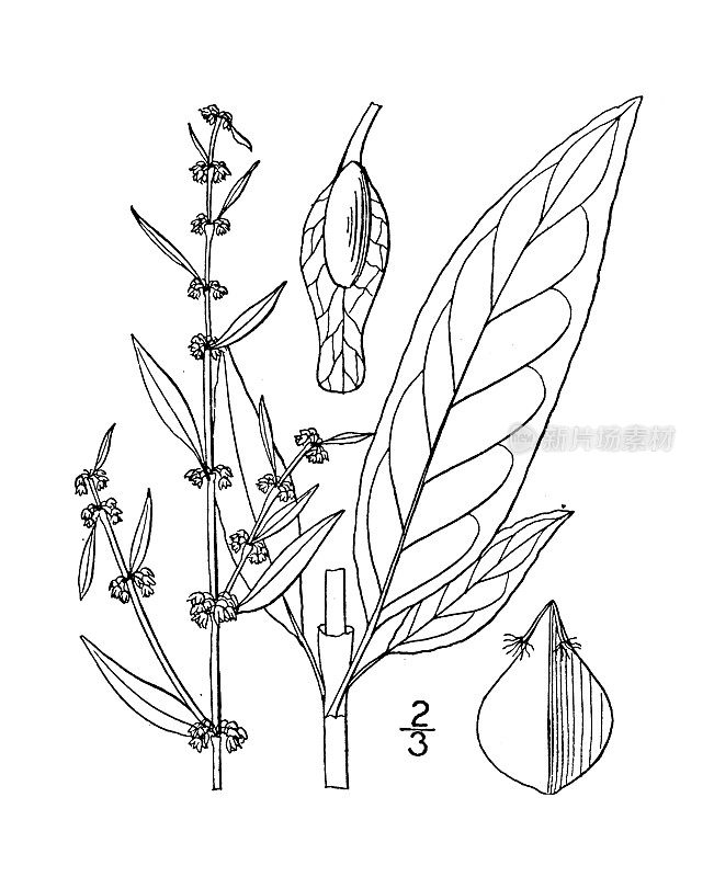古植物学植物插图:酸模，簇生的绿色码头