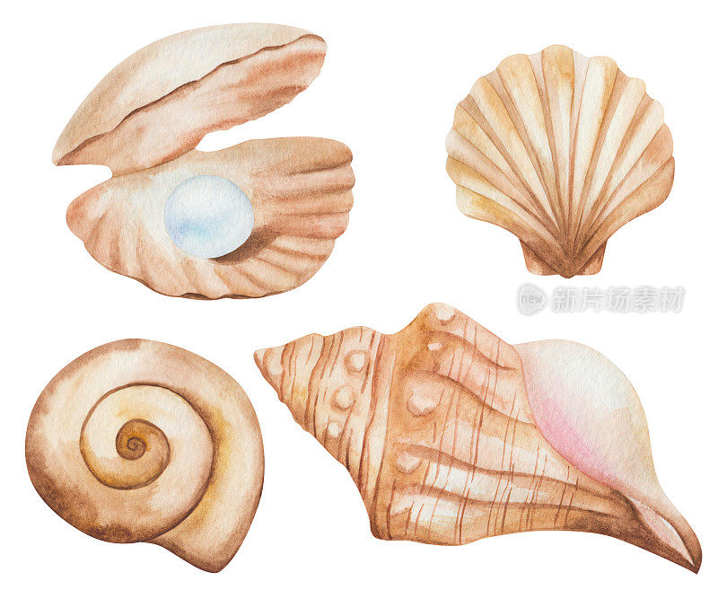 手绘水彩插图开阔海贝壳在棕色米色与蓝色珠宝珍珠，扇贝，螺旋。孤立的海洋动物。海洋生物。海洋剪辑艺术海滩元素为夏季明信片