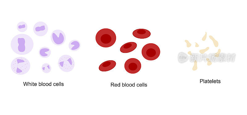 血管内血细胞的分类类型:血小板、白细胞和红细胞