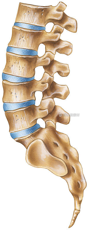 脊柱-腰椎区域-侧视图
