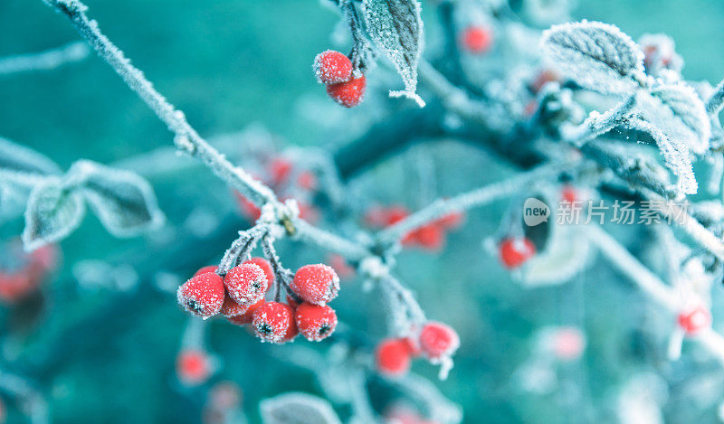 在树枝上结霜的红浆果，冬天的背景