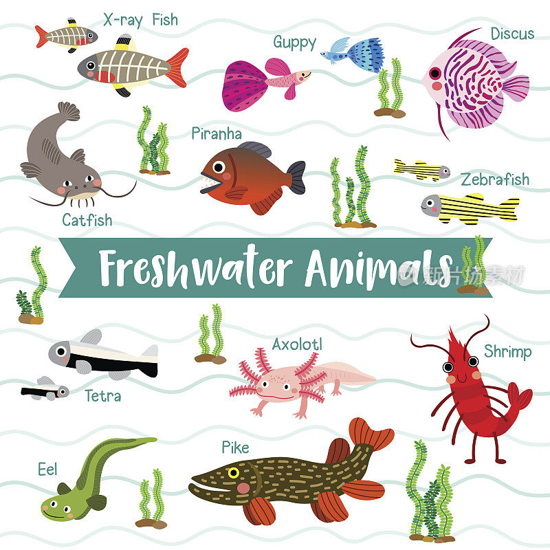 淡水动物卡通与动物的名字矢量插图。