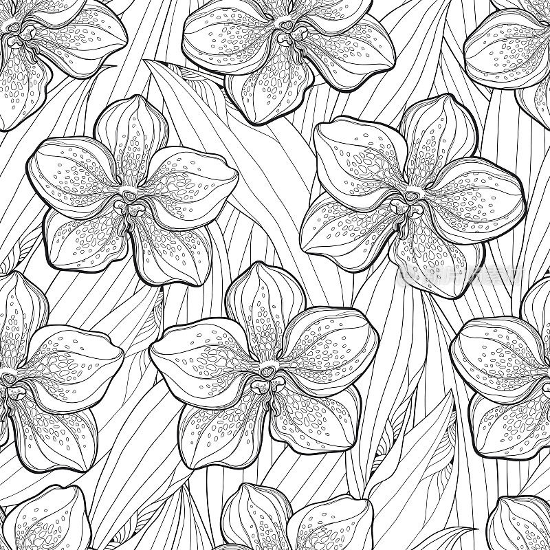矢量无缝模式与万达兰花花和叶在白色的背景。