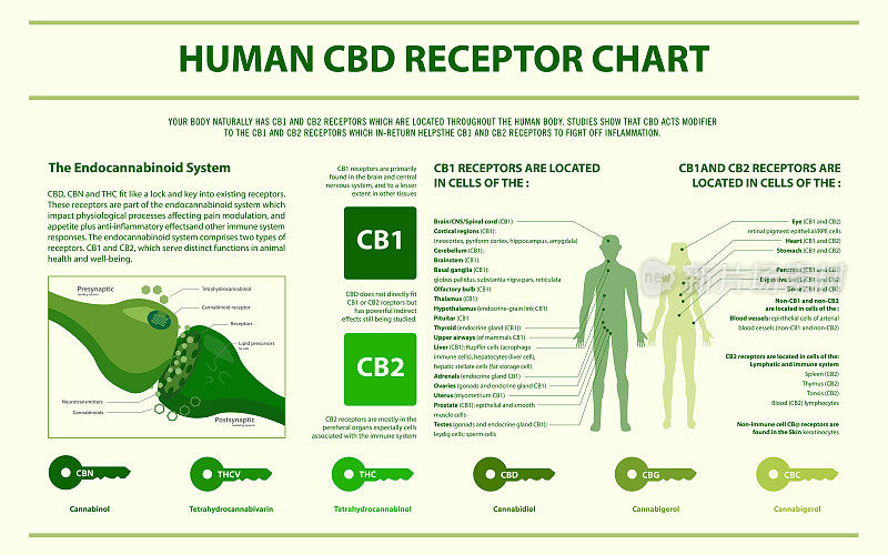 人体CBD受体图水平信息图