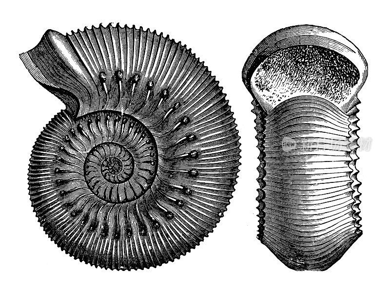 古董插图、地质和化石:amaltheus(鹦鹉螺)