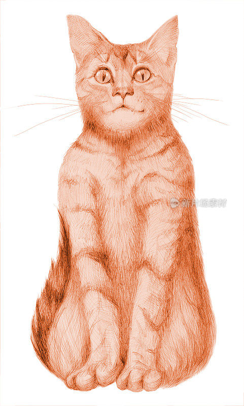 插图铅笔画在黑褐色的数字坐猫在白色的背景