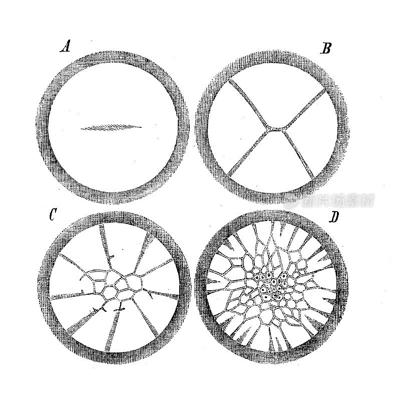 古代生物动物学图像:蛋黄发育