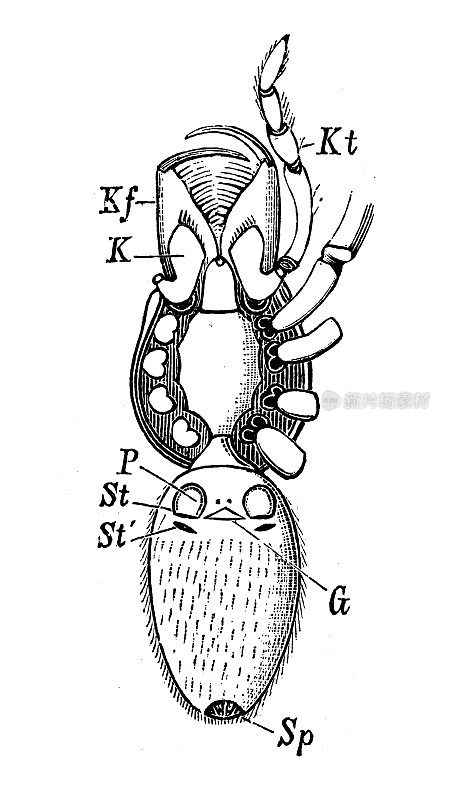 古董生物动物学图像:赤藓属