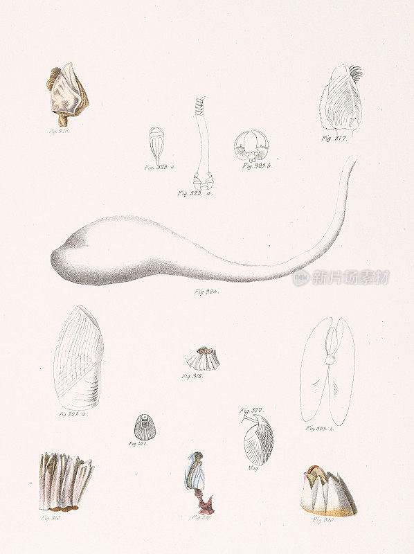 软体动物和海螺色版1843年