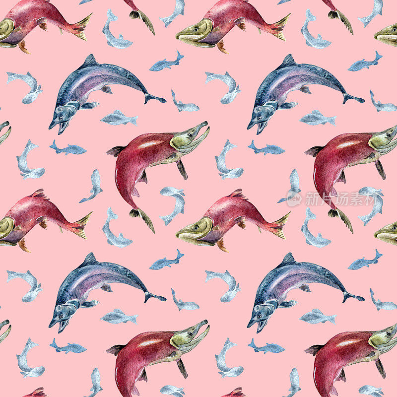 无缝模式的鲑鱼，银鲑，鱼饵水彩插图孤立的粉红色。