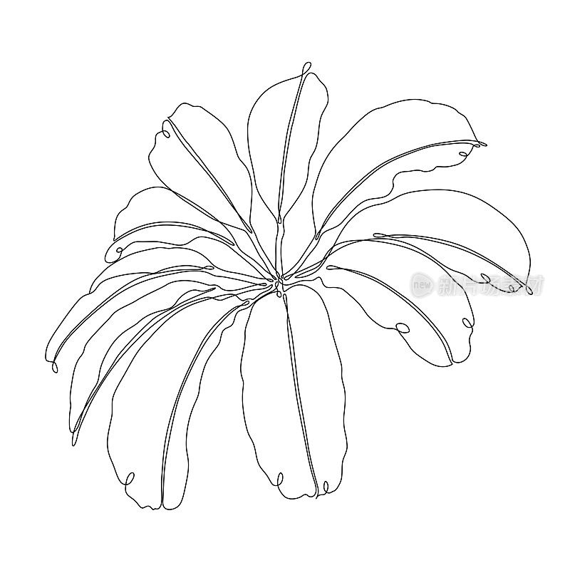 伞植物连续线条绘制与可编辑的笔触
