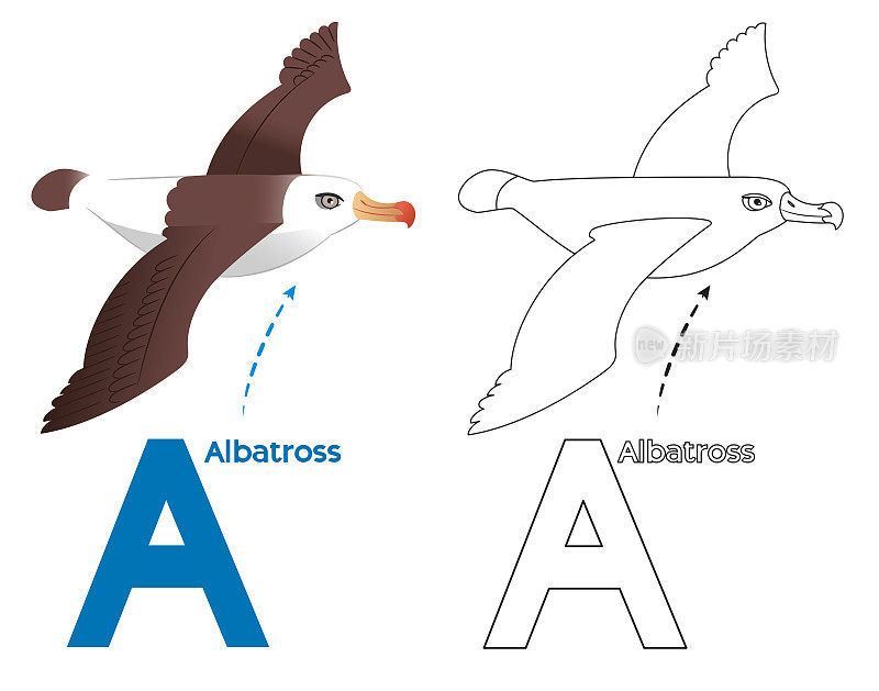 信天翁着色页和字母