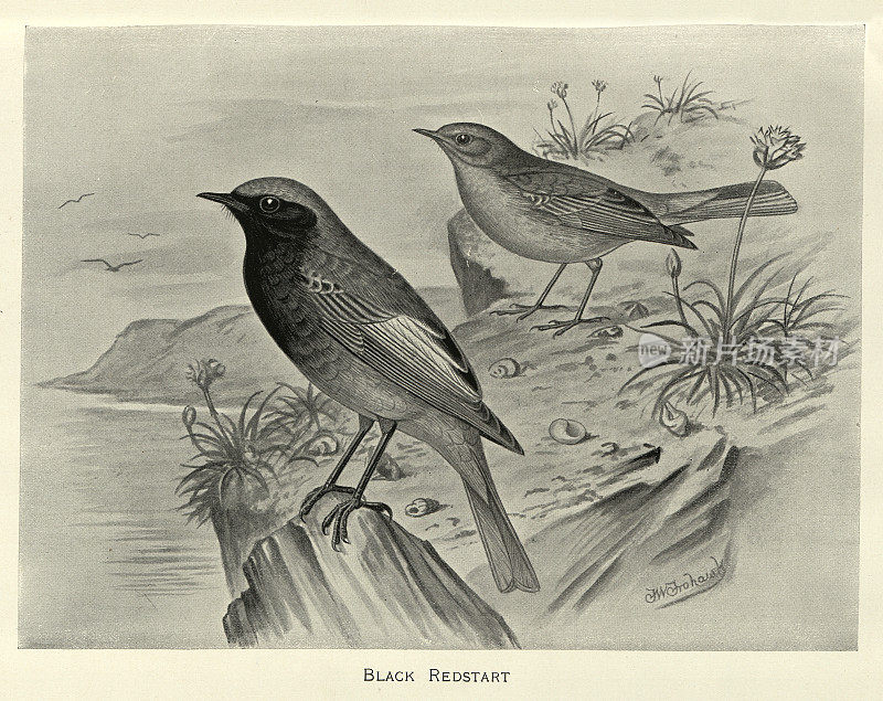 黑红尾鸟,凤雀属的一种小雀形目鸟,鸟类野生艺术