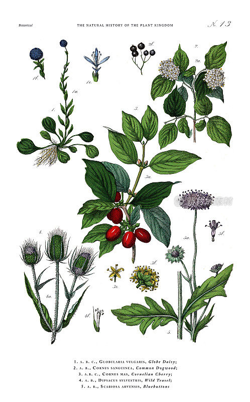 开花植物，植物王国，维多利亚植物插图，大约1853年