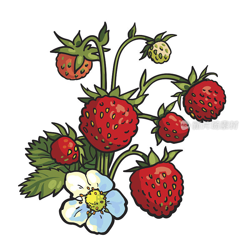 一串野草莓，逼真的矢量图