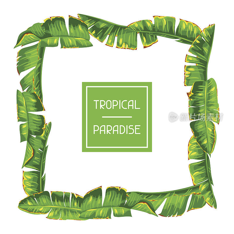 芭蕉叶框架。装饰热带植物