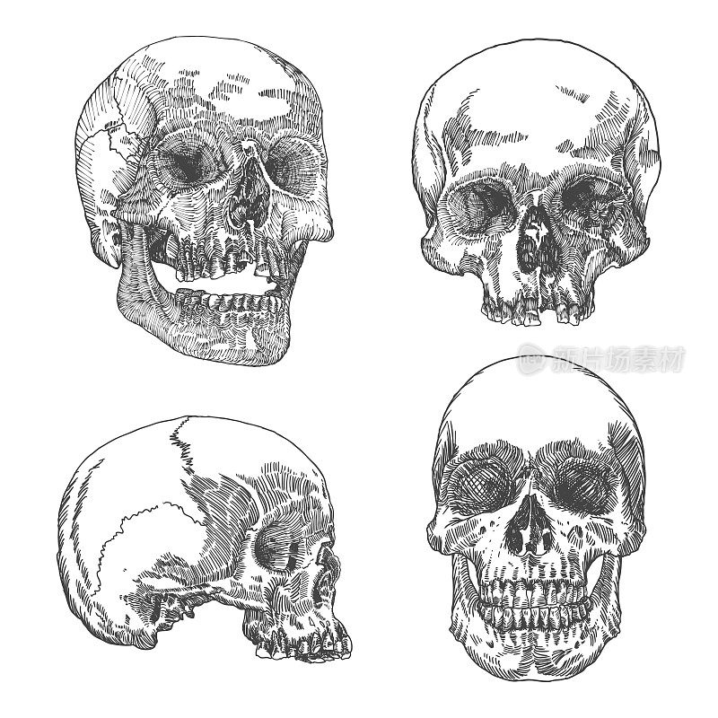 在不同方向的解剖头骨，风化和博物馆质量，详细的手绘插图。
