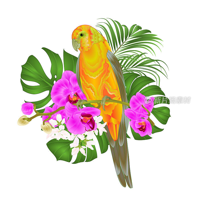 太阳Conure热带鹦鹉站在紫兰花蝴蝶兰和棕榈上，蝴蝶兰上有一个白色背景矢量插图可编辑