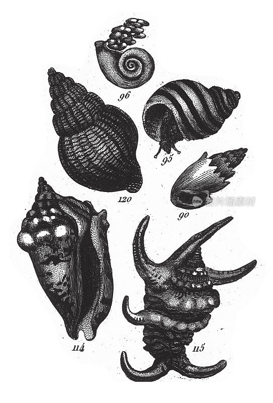 孔虫门、腔肠门和软体动物雕刻古董插图的代表，1851年出版