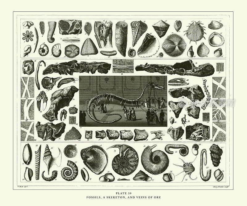 雕刻古董，化石，骨骼和矿砂雕刻古董插图，出版1851年